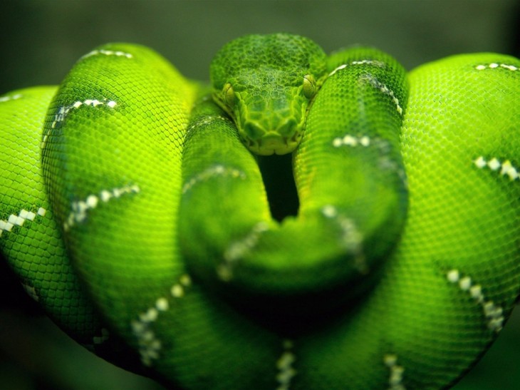 Serpiente verde