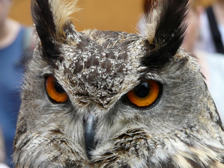 Grandes ojos de búho cornudo