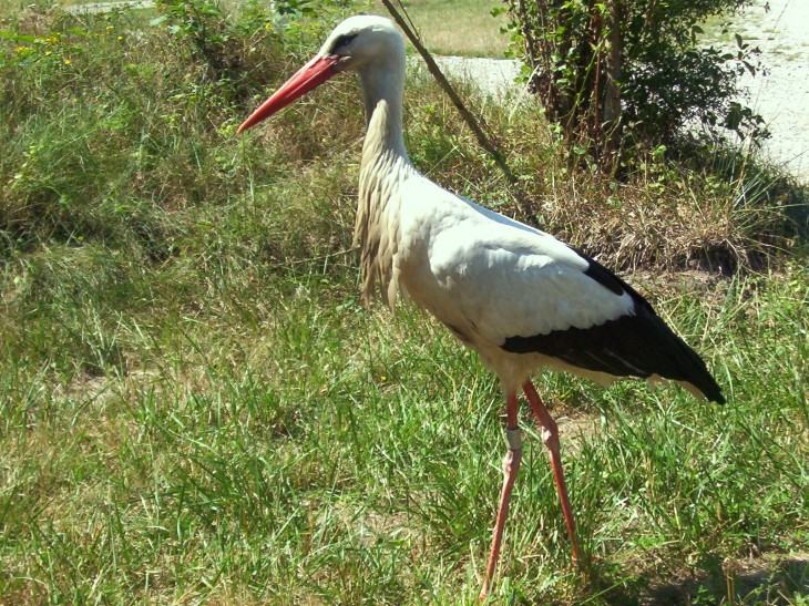 Cigogne