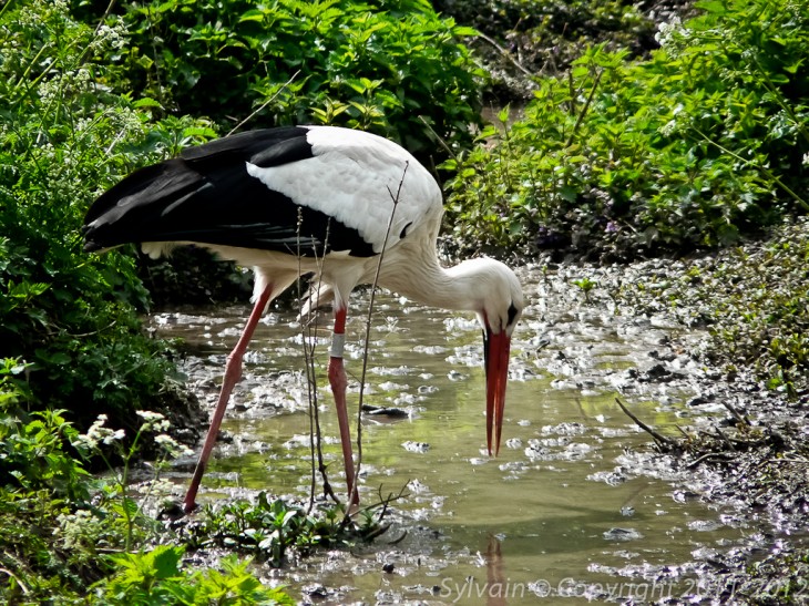 アルザスコウノトリ