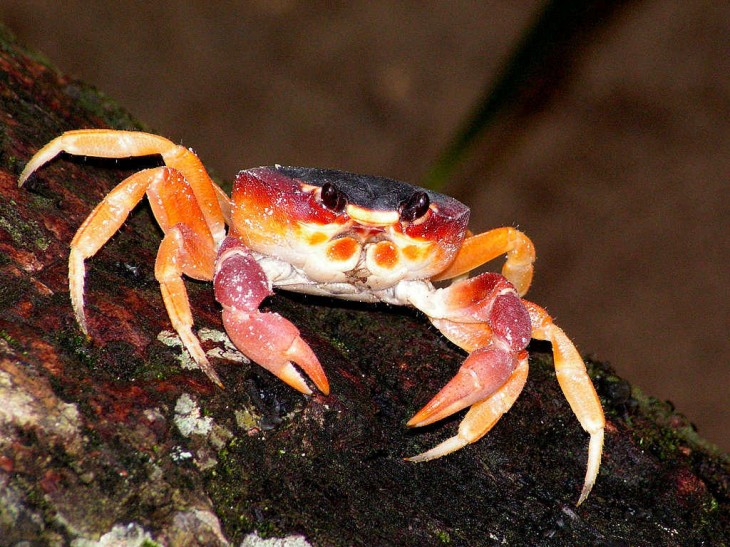 Crabe animal