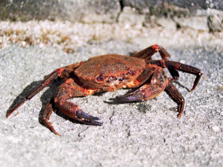 krab morski