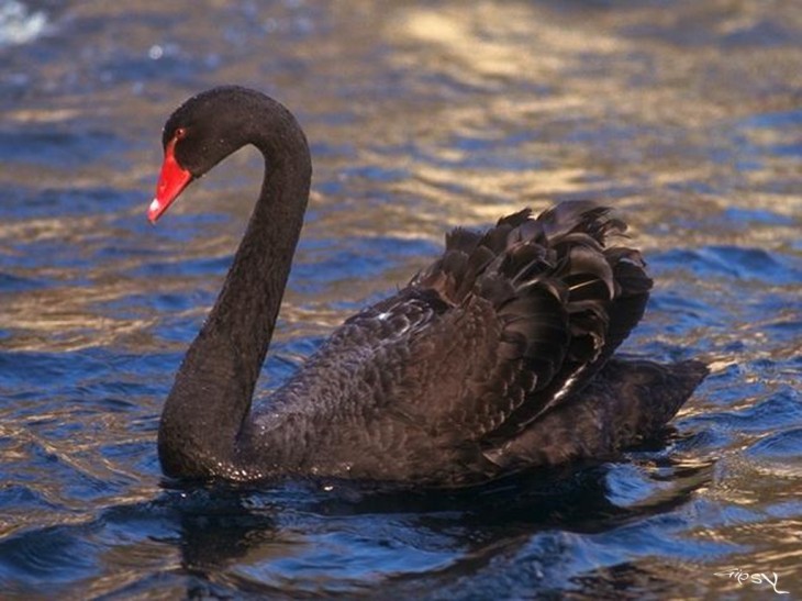 Cygne noir