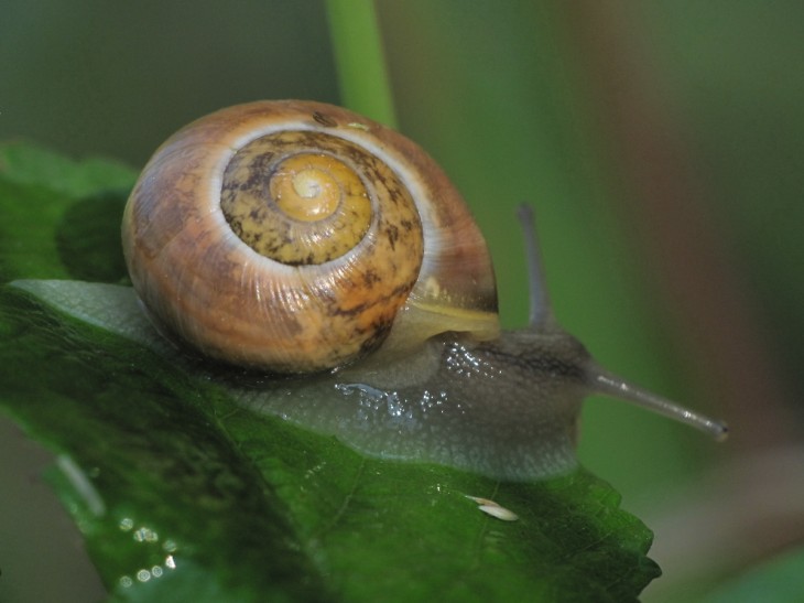 Snail background