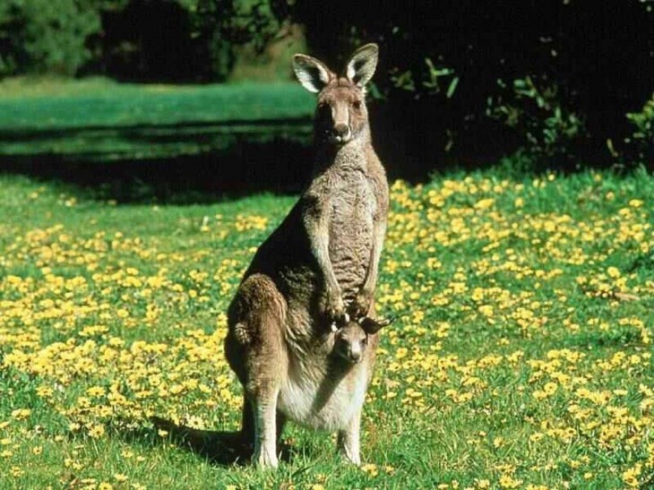 Kangaroo Austrálie