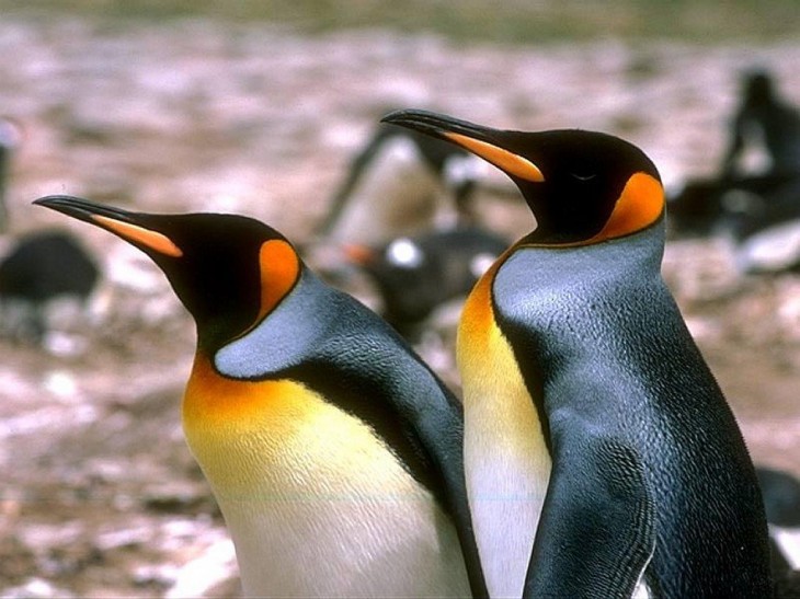 Pingüino