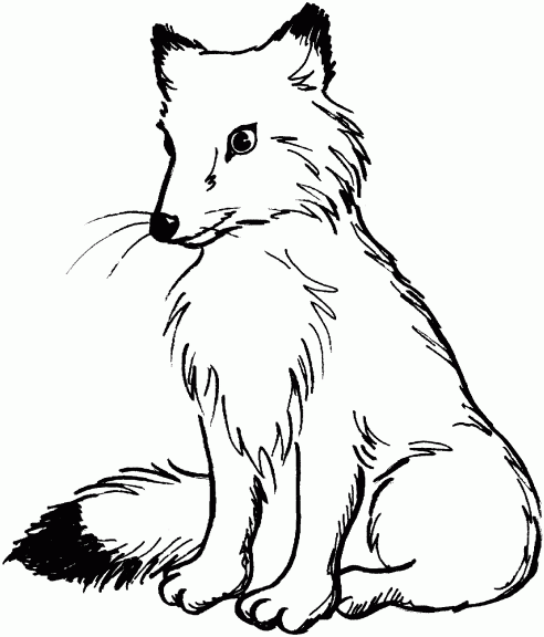 Fox coloring page