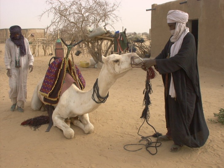 Desert camel 