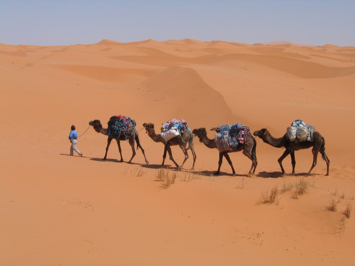 Dromadaires dans le désert 