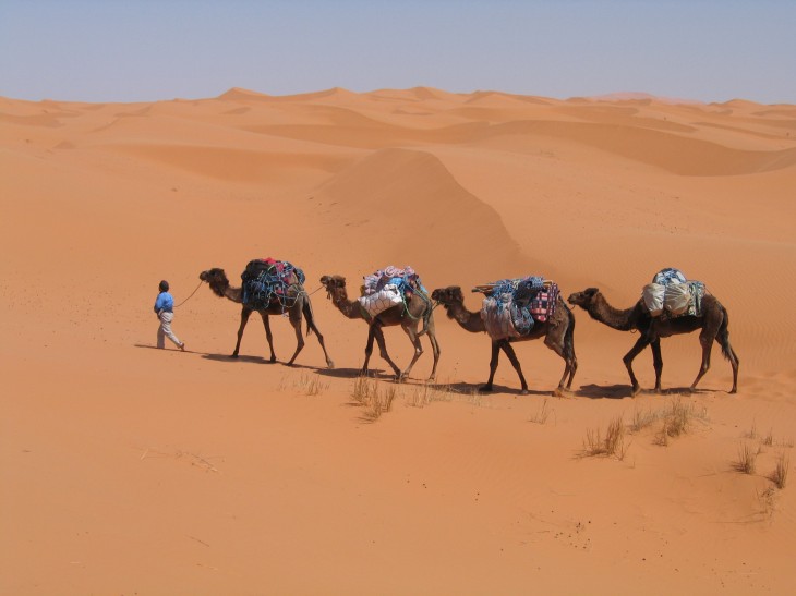 Dromedaries in the desert 