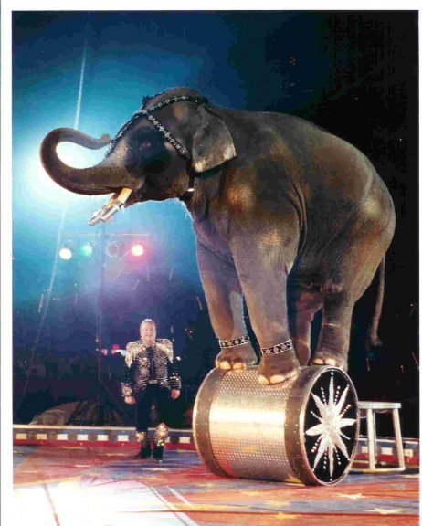Éléphant de cirque
