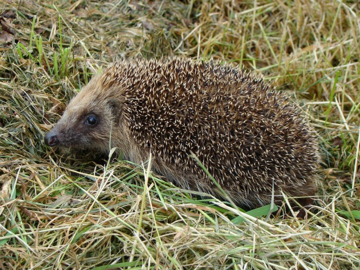 Hedgehog 