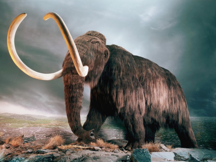 Mamut