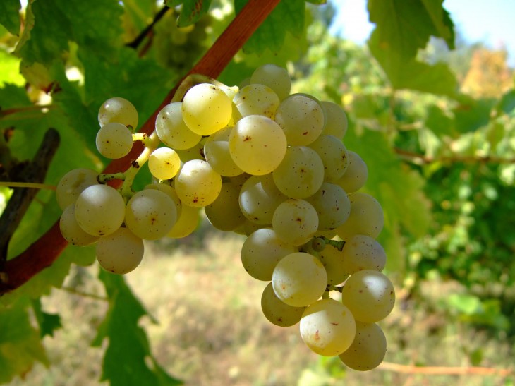 uvas blancas