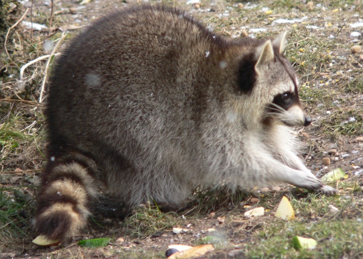 Raccoon