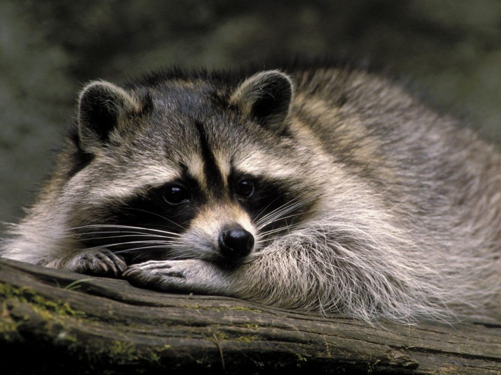 Raccoon resting