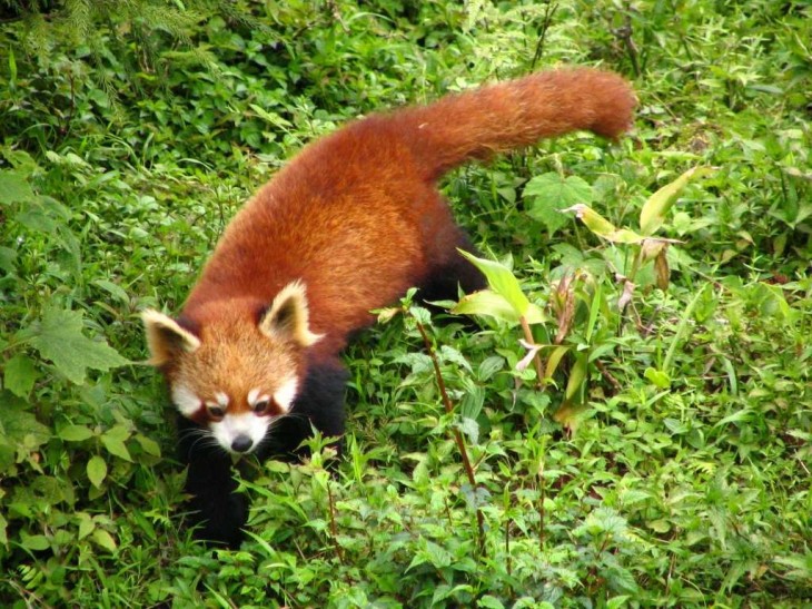 mapache rojo