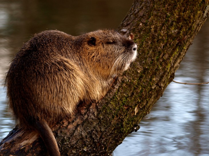 Beaver