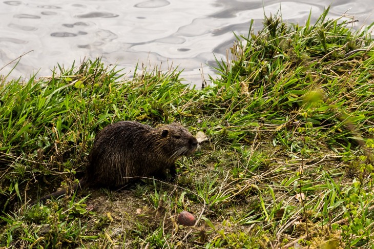 Marsh beaver