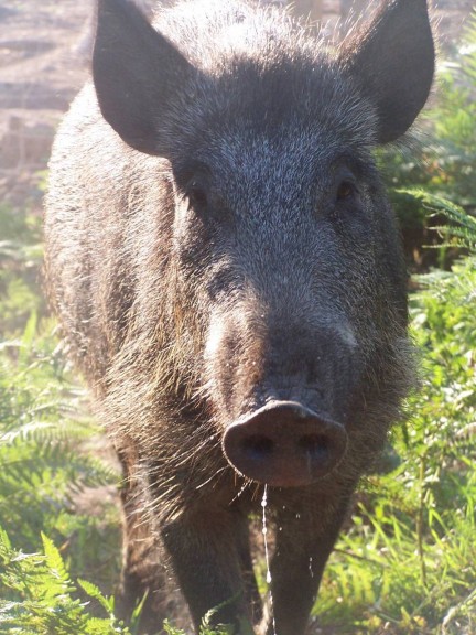 Wild zwijn