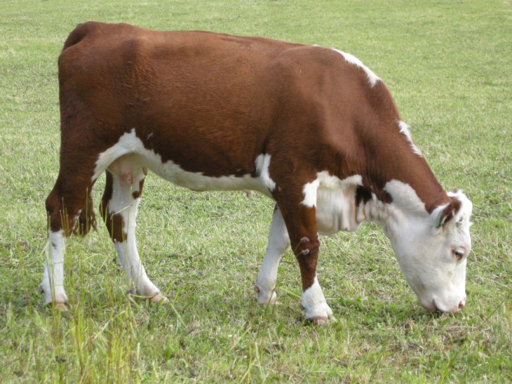 Vache Norvège