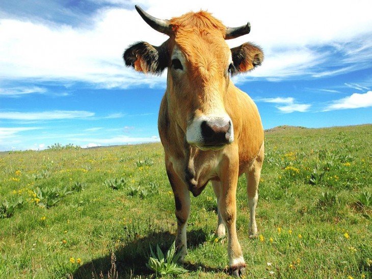 Vache tête 