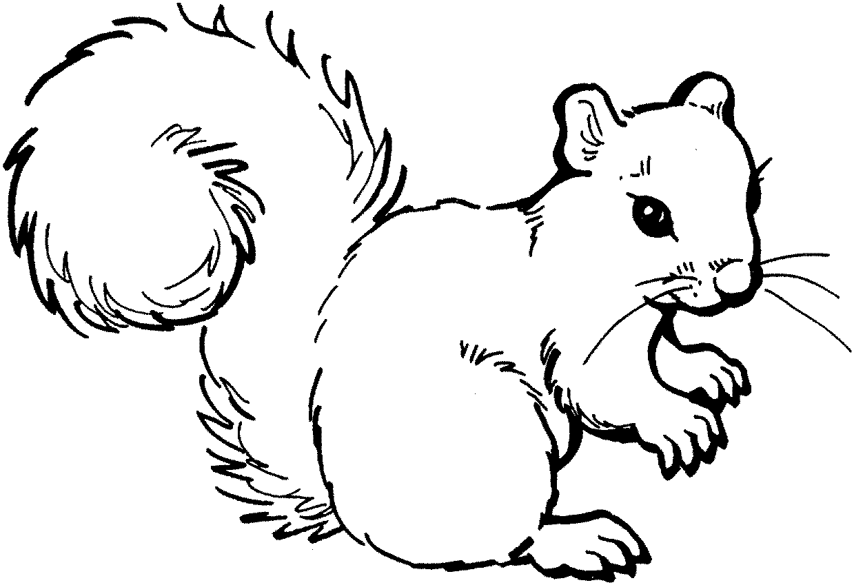 Coloriage écureuil
