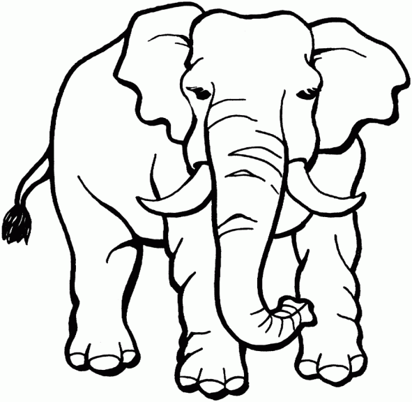 Adult elephant coloring page