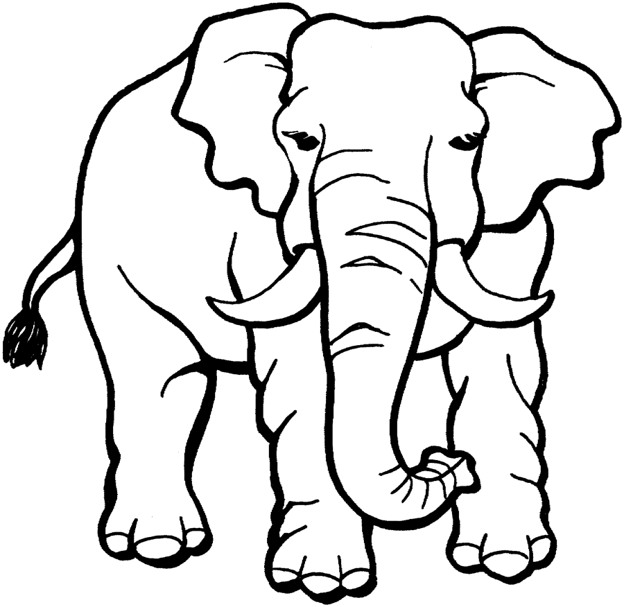 Coloriage éléphant adulte