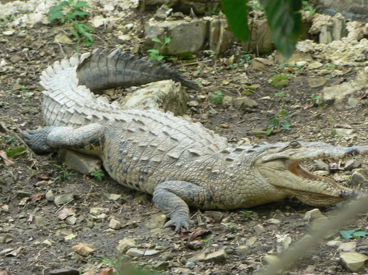 Crocodile sur terre