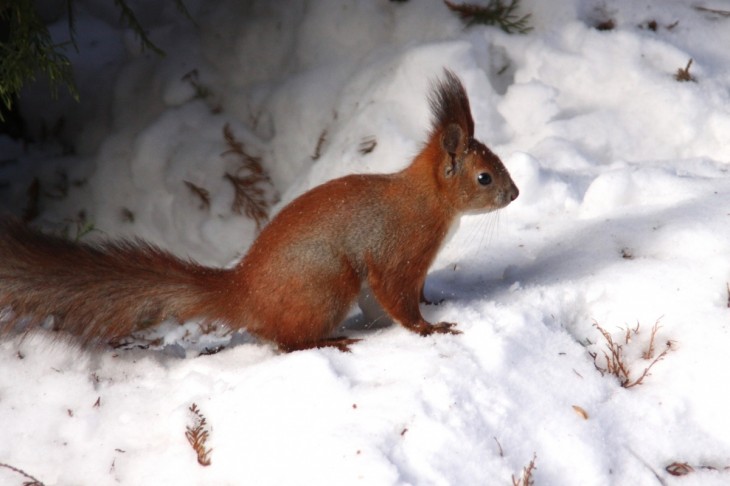 Ardilla en la nieve