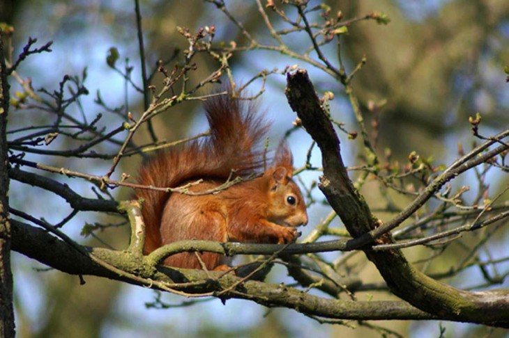 Écureuil roux dans un arbre