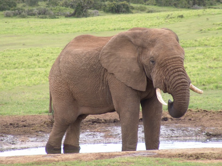 Éléphant adulte