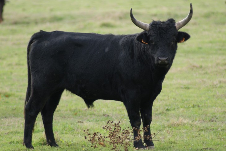 Taureau noir