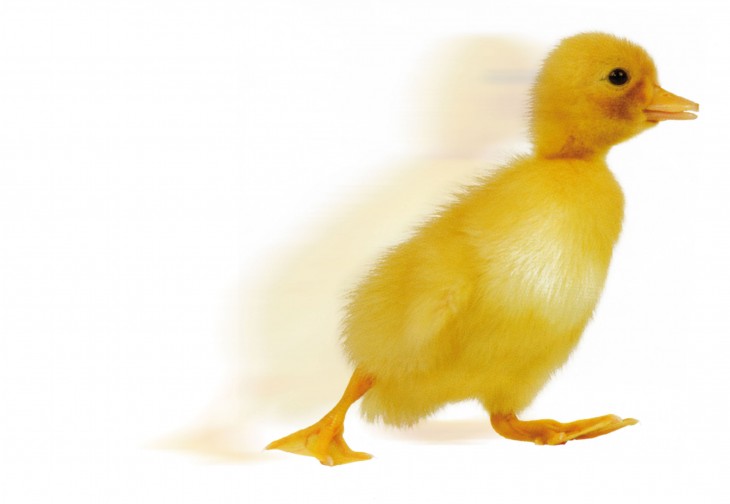 Duckling