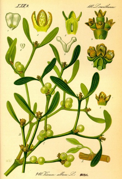 The mistletoe