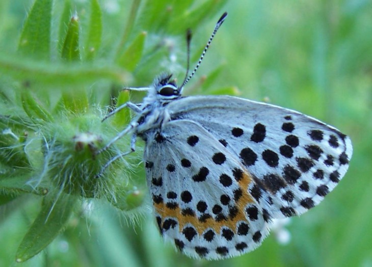 Niebieski motyl