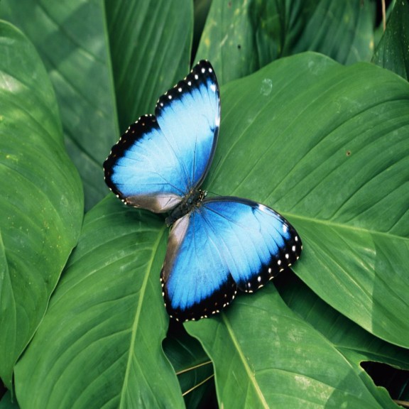 Hermosa y rara mariposa