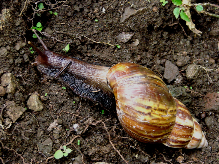 Gigantyczny ślimak afrykański