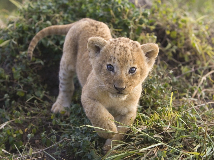 Bébé tigre mignon