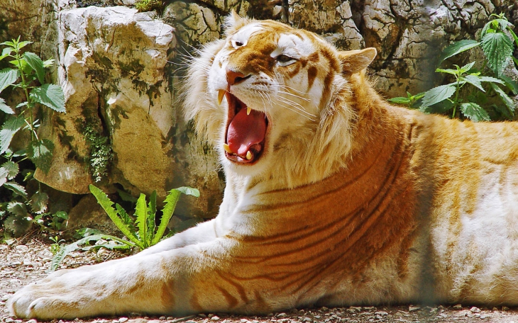 Liger: Löwe und Tiger