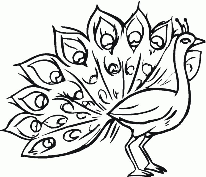 Peacock coloring page