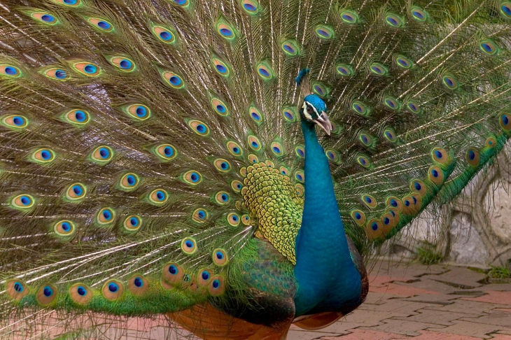 blue peacock