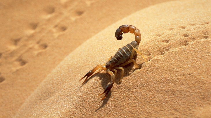 Scorpion du desert