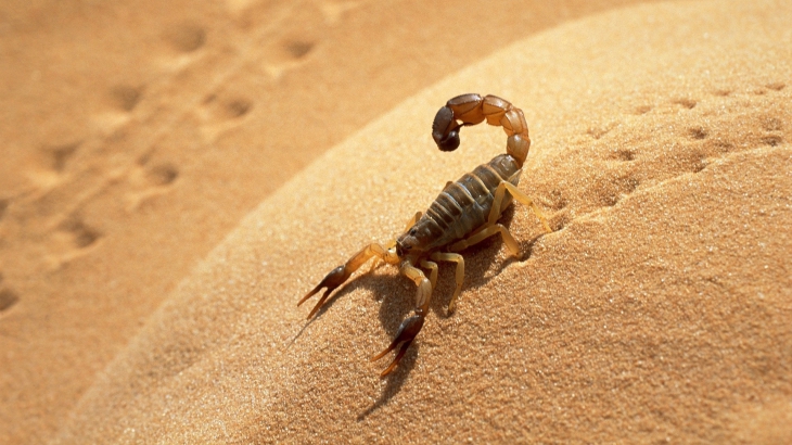 Escorpião do Deserto