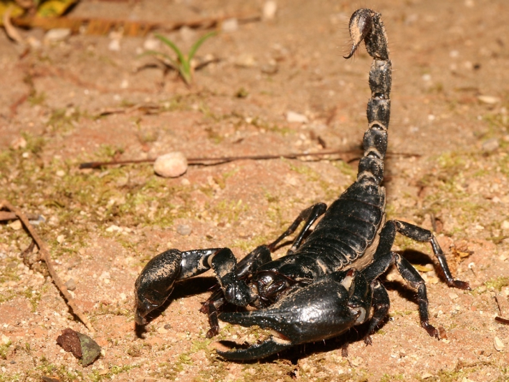 Scorpion noir
