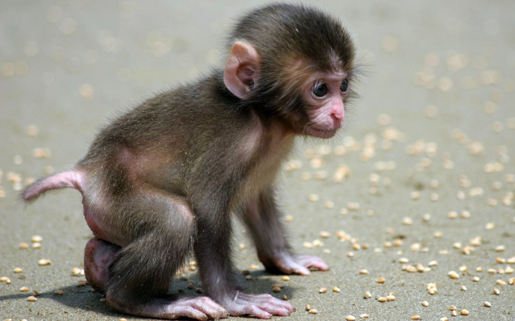 Babychimpansee