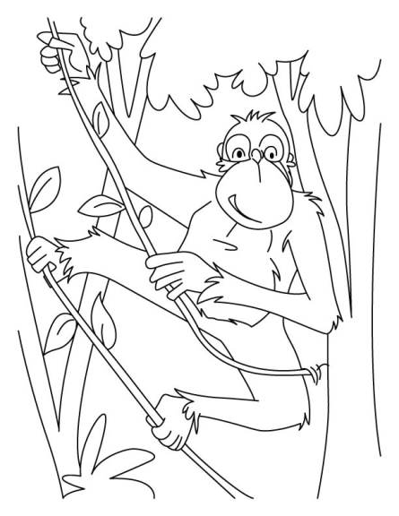 Coloriage chimpanzé