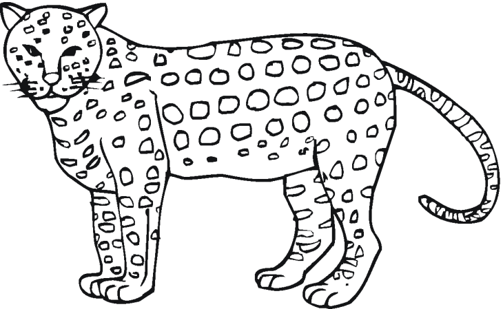 Cheetah coloring page