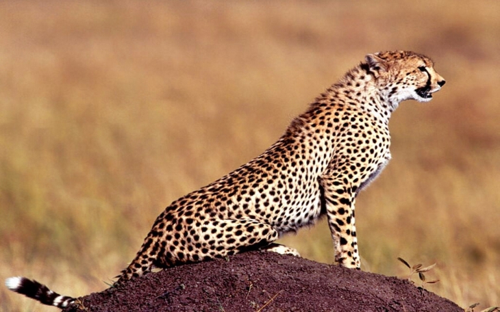 Gepard